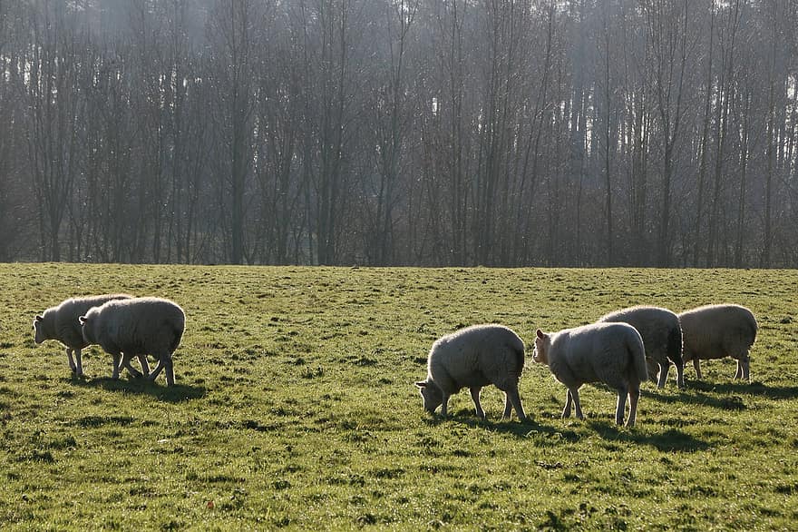 羊、群れ、牧草地、草、畑、ファーム、農業、農場の動物、畜産、家畜、冬