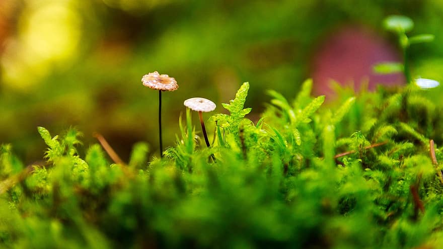 champignons, les plantes, champignon vénéneux, mycologie, forêt, sauvage, mousse, couleur verte, fermer, plante, herbe