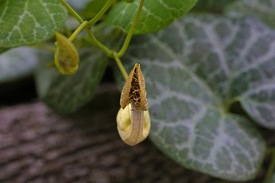 Ivy, Macro, Fruiting Body, Bloom, Seed Pod, Green And White, Unusual, Fly Catcher Like, Backyard, Plant, Nature