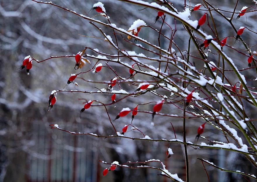 กุหลาบสะโพก, สาขา, หิมะ, ผลไม้, ผลไม้สีแดง, ผลเบอร์รี่, น้ำแข็ง, น้ำค้างแข็ง, แช่แข็ง, หนาว, ฤดูหนาว