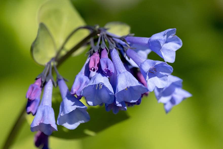 gėlės, botanika, „bluebells“, žiedas, pavasaris, mėlyna, Iš arti, gėlė, augalų, violetinė, vasara
