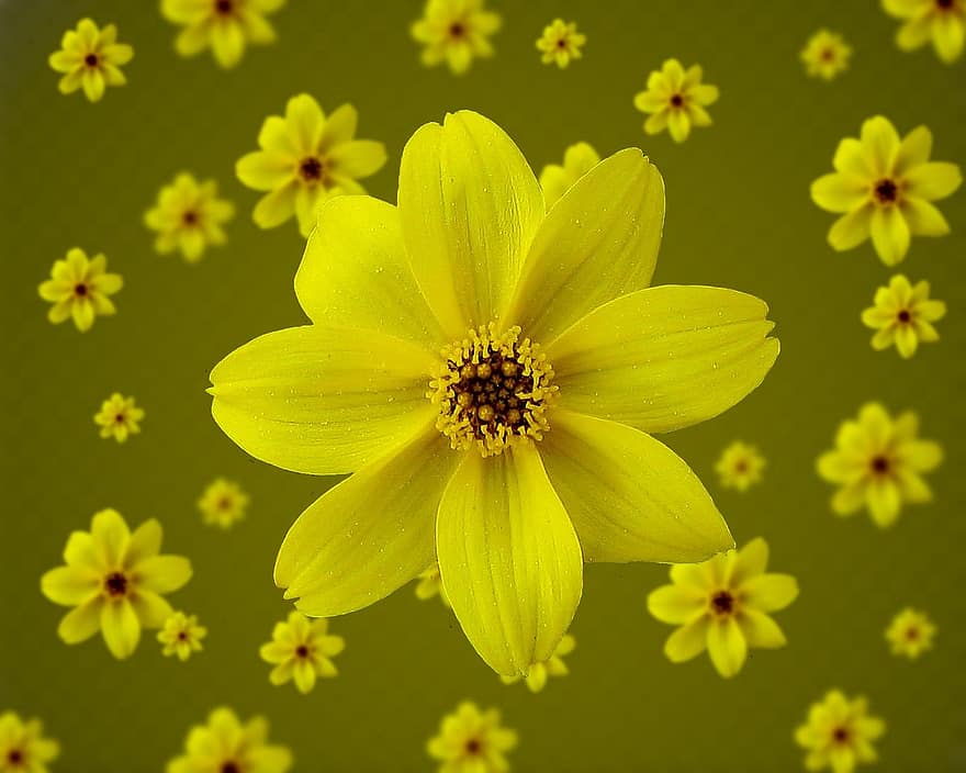 květ, žlutá, žlutý květ, bokeh efekt