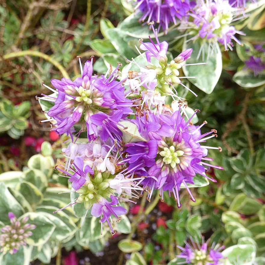 bunga, speedwell, Hebe X Fransiscana, ungu, mekar, menanam, flora, merapatkan, daun, kepala bunga, musim panas