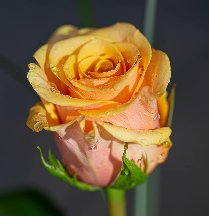 Rose, Flower, Dew, Dewdrops, Droplets, Yellow Rose, Yellow Flower, Plant, Bloom, Blossom, Blooming