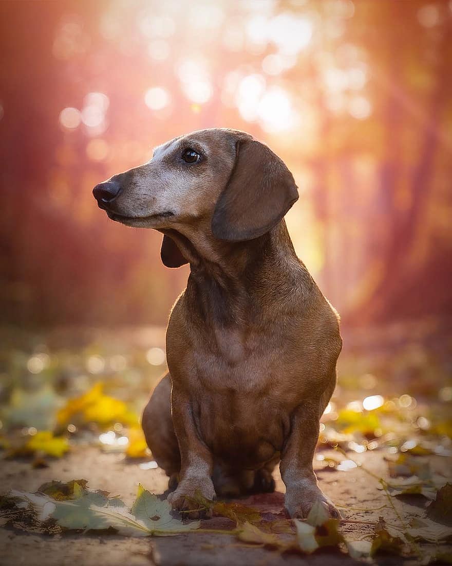 dachshund, gos, mascota, animal, bosc, bokeh, caní, a l'aire lliure