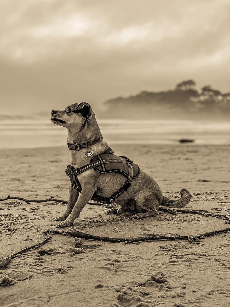 hond, hoektand, huisdier, zand, oceaan, strand