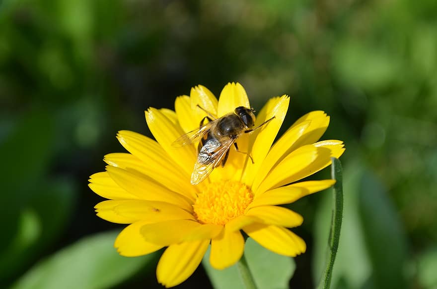 пчела, насекомое, опылять, опыление, цветок, крылатое насекомое, крылья, природа, перепончатокрылых, энтомология, макрос