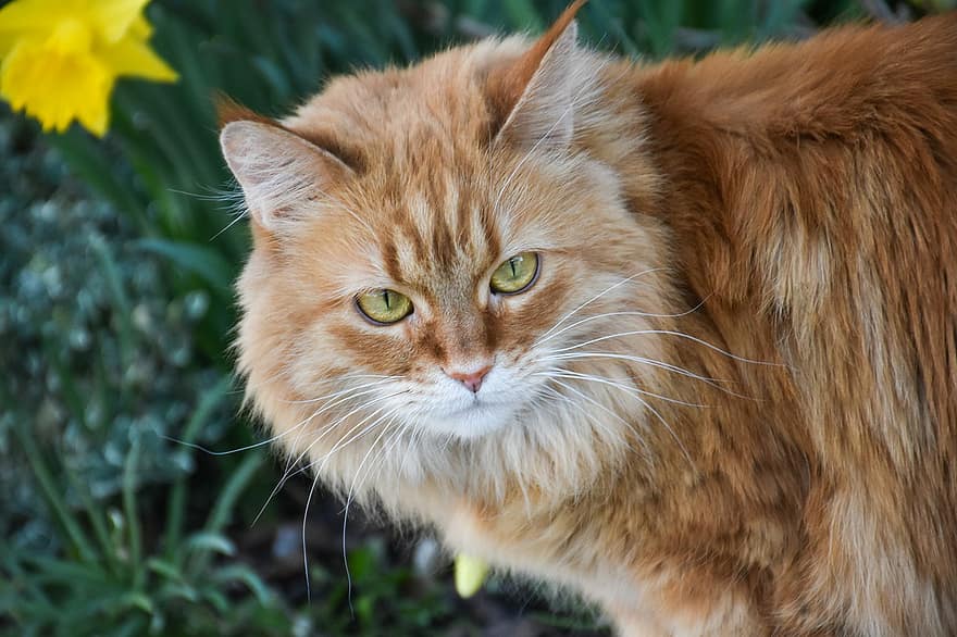 Cat, Pet, Maine Coon, Tabby, Cat Face, Head, Fur, Whiskers, Animal, Domestic Cat, Mammal