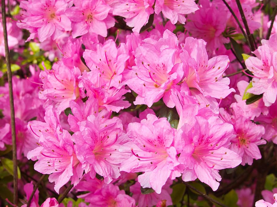 bloemen, bloemblaadjes, rododendron, bloesem, bloeien, roze, detailopname, fabriek, roze kleur, zomer, bloem