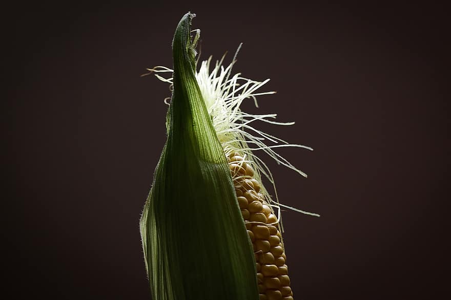 maíz, comida, hoja de maíz, Produce, orgánico, granos de cereal, agricultura, de cerca, campo, naturaleza, cereal