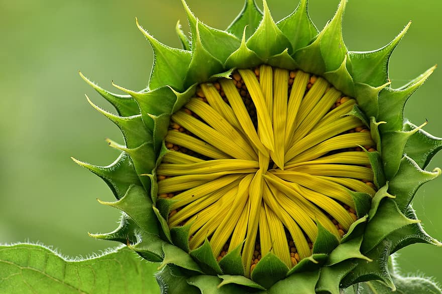 slunečnice, pupen, květ, Příroda, letní, zblízka, detail, rostlina, zelená barva, list, makro