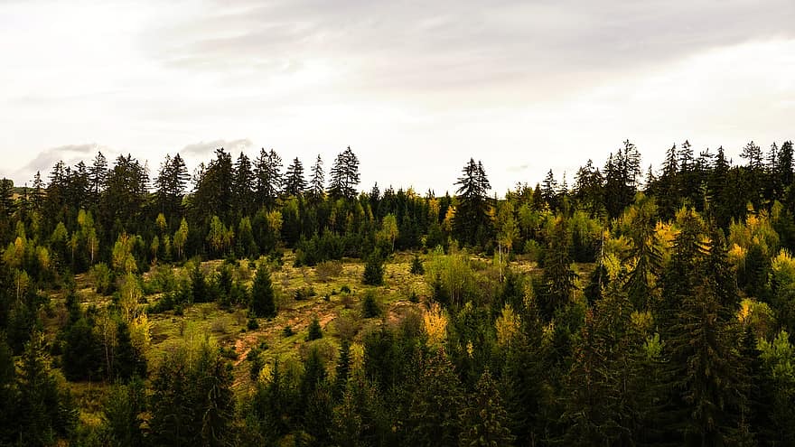Transylvánii, Rumunsko, les, stromy, jehličnany, jehličnatý, jehličnatého lesa, krajina, Příroda, divočina, životní prostředí