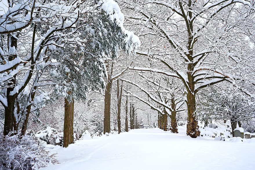 Puut, oksat, metsä, lumi, jää, halla, talvinen, kylmä, luminen, talvi-