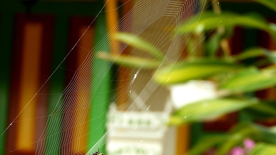 webb, Spindel, spindelnät, gård, närbild, bakgrunder, grön färg, mönster, insekt, dagg, makro