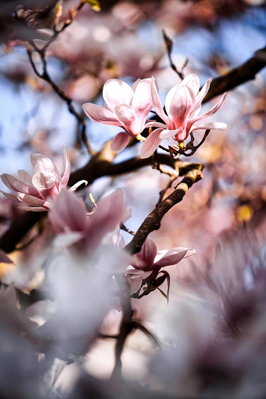 las flores, magnolia, primavera, flor, floración, rosado, rama, árbol, naturaleza, crecimiento, estacional
