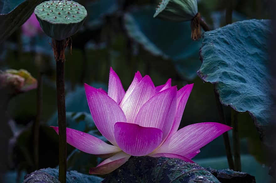 lotus, blomma, Lotus blomma, rosa blomma, kronblad, rosa kronblad, vattenväxter, flora, blad, växt, blomhuvud