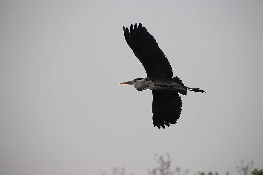 grey heron, bird, sky