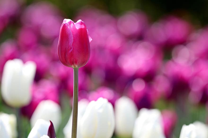 tulipan, blomst, plante, have, arboret, Skov, blomsterhave, wildflower, parkere, udendørs, emotion