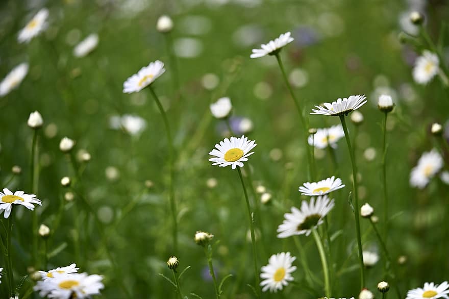 daisy, gräs, blomma äng, trädgård, biäng, flora, vit, blomma, natur