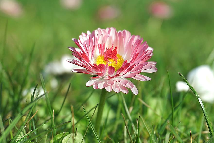 Daisy, lauko gėlė, pavasario gėlė, žolė, dekoratyviniai augalai, pobūdį, augalų, flora, pievos, lauke, sodas
