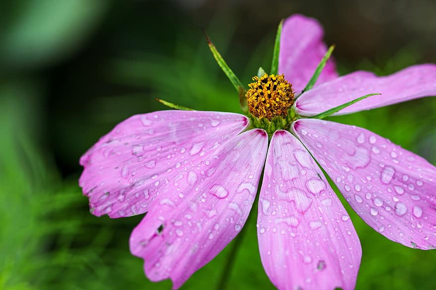 градина, цвете, природа, китка, вода, дъжд