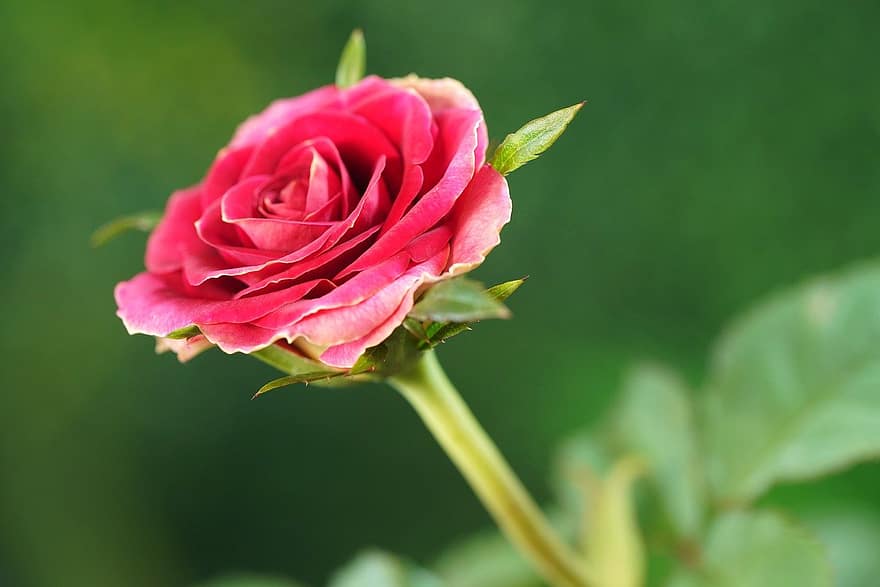 Rose, blomst, plante, tæt på, kronblad, blad, blomsterhoved, sommer, friskhed, romantik, blomstre