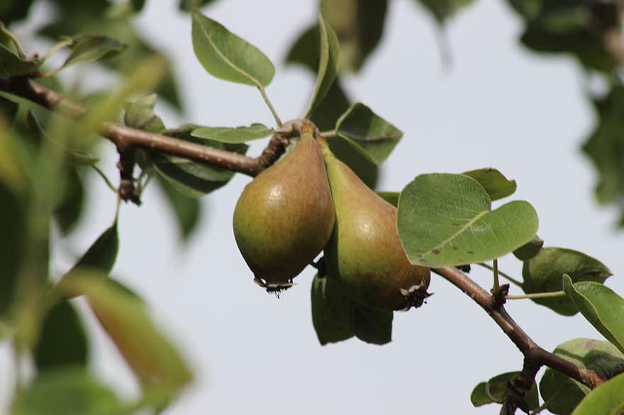 päärynät, puu, luonto, hedelmäpuu, hedelmä, kasvi, ala, Ribbeck, Havelland, sato, ravitsemus