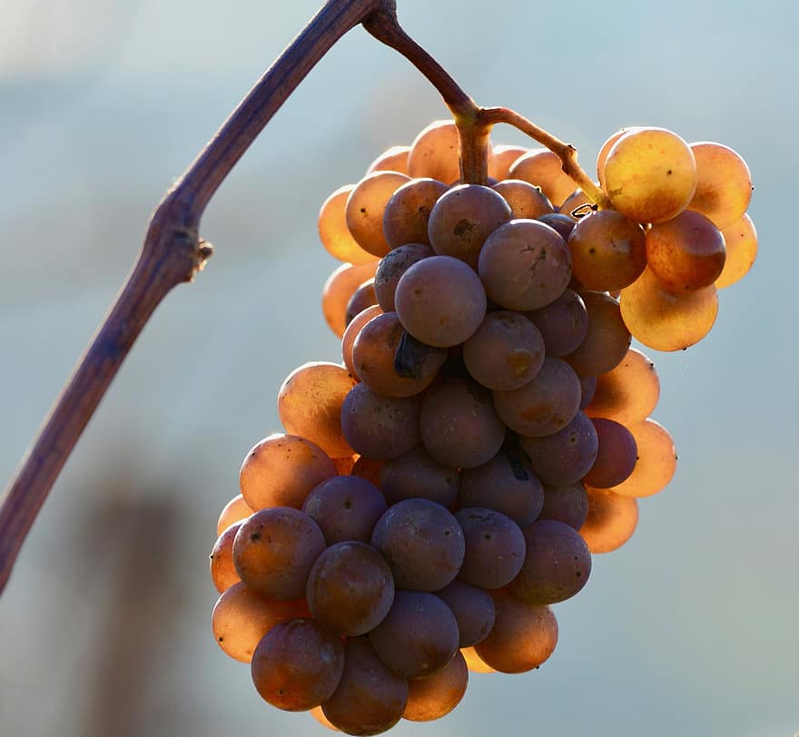 les raisins, fruit, vigne, du vin, viticulture, rebstock, l'automne, récolte, mûr, sucré