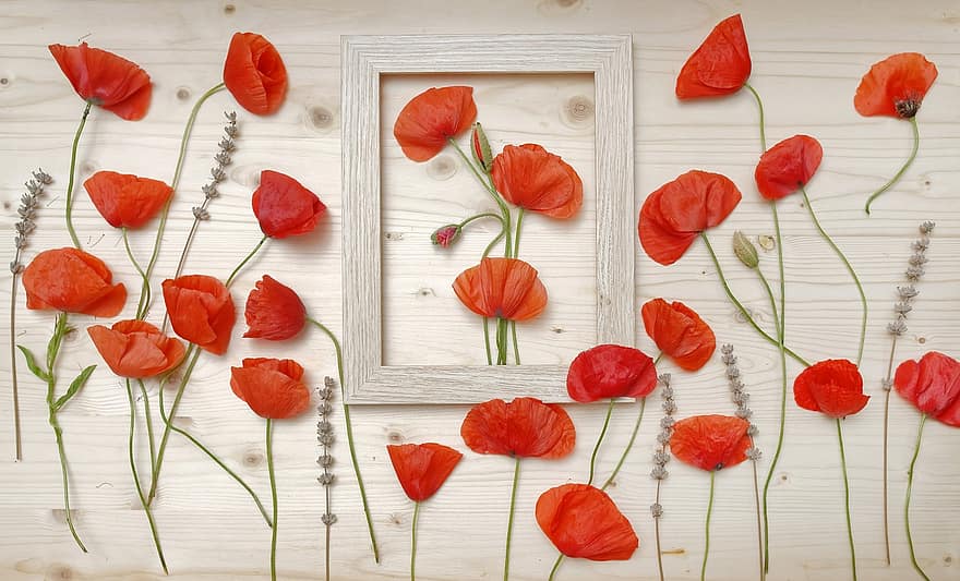 Poppies, Flowers, Frame, Red Poppies, Red Flowers, Petals, Red Petals, Bloom, Blossom