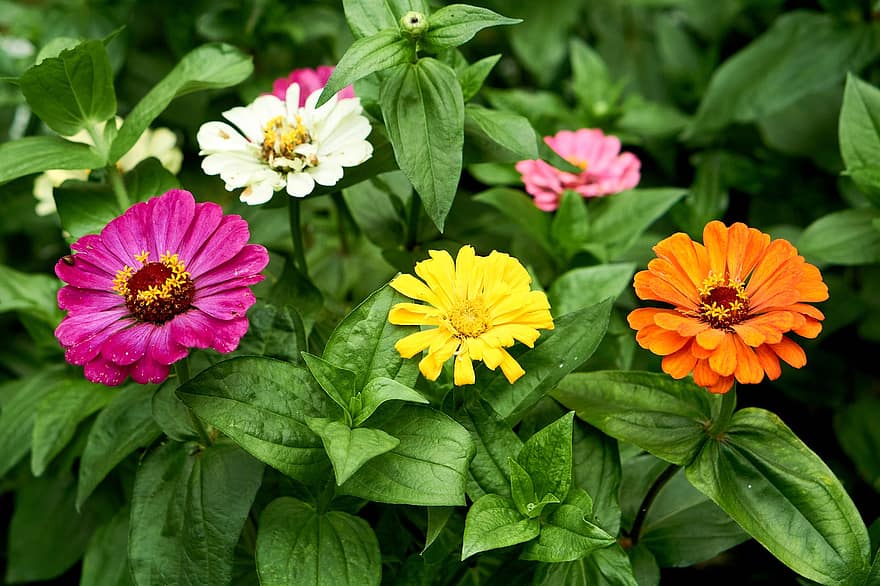 Flowers, Zinnia, Nature, Blooming, Leaves, Macro, Bloom, Blossom, Growth, Botany, Petals