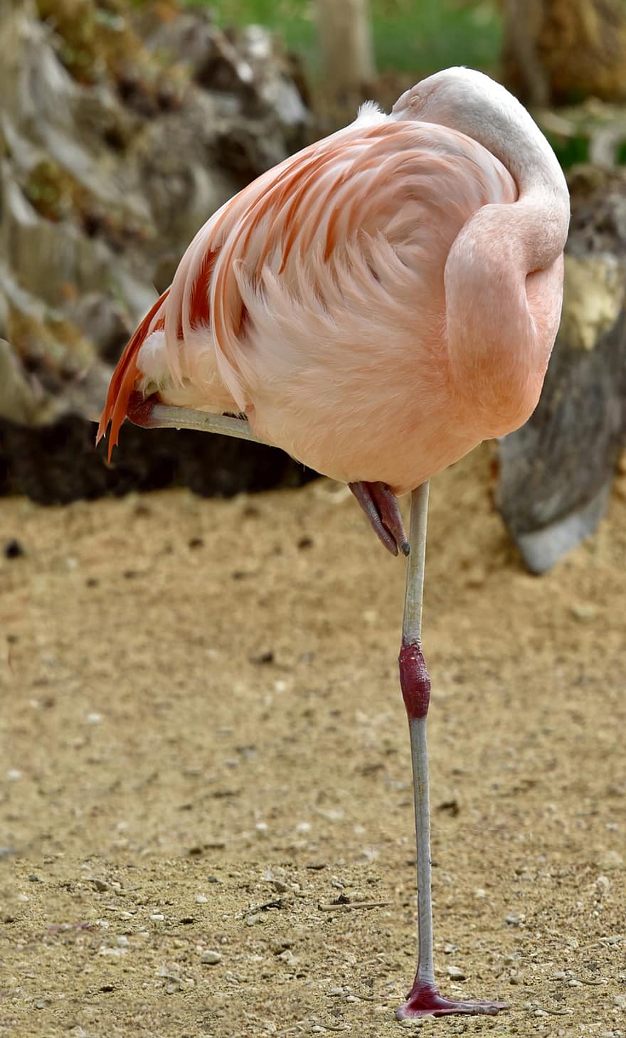 flamingó, rózsaszín, madár, rózsaszín madár, rózsaszín tollak, rózsaszín tollazat, tollak, hosszú lábú, hosszú lábú madár, természet, egzotikus madár