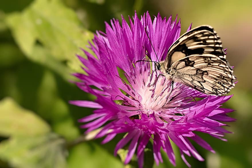 バタフライ、市松模様の蝶、花、花粉、受粉する、受粉、フローラ、動物相、咲く、自然、鱗翅目