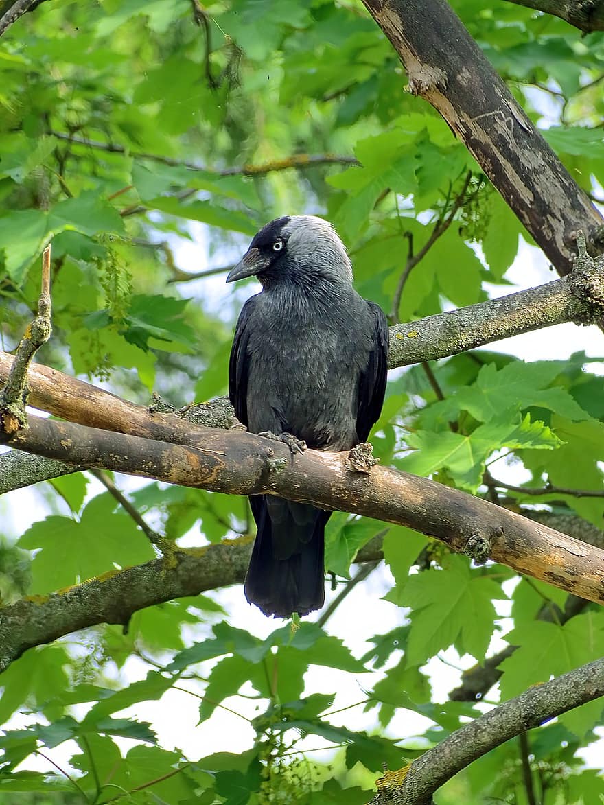 uccello nero, arroccato, uccello, Uccello nero appollaiato su un ramo, ramo, albero, le foglie, fogliame, aviaria, ornitologia, natura