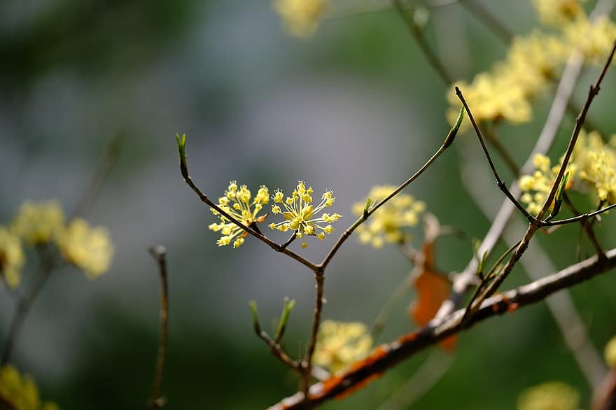 Japansk Cornel, blomster, træ, grene, forår, plante, tæt på, blomst, gul, blad, sommer