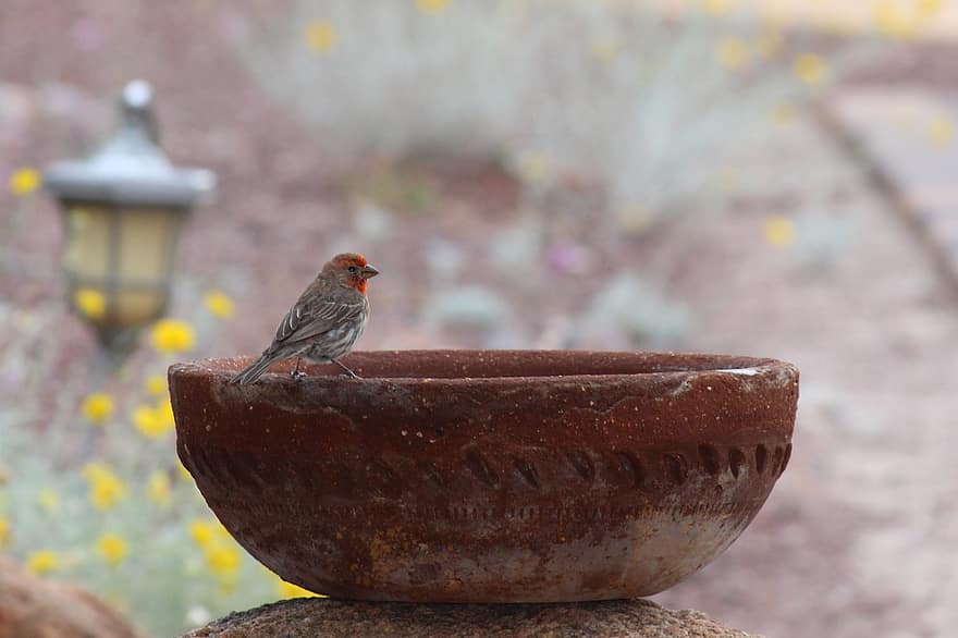 ptačí koupel, pták, fontána, zahrada
