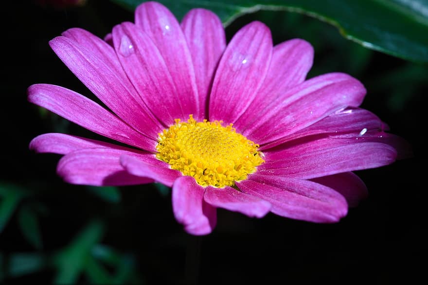 Daisy, Flower, Dew, Marguerite Daisy, Petals, Bloom, Dewdrops, Wet, Plant, Nature, close-up