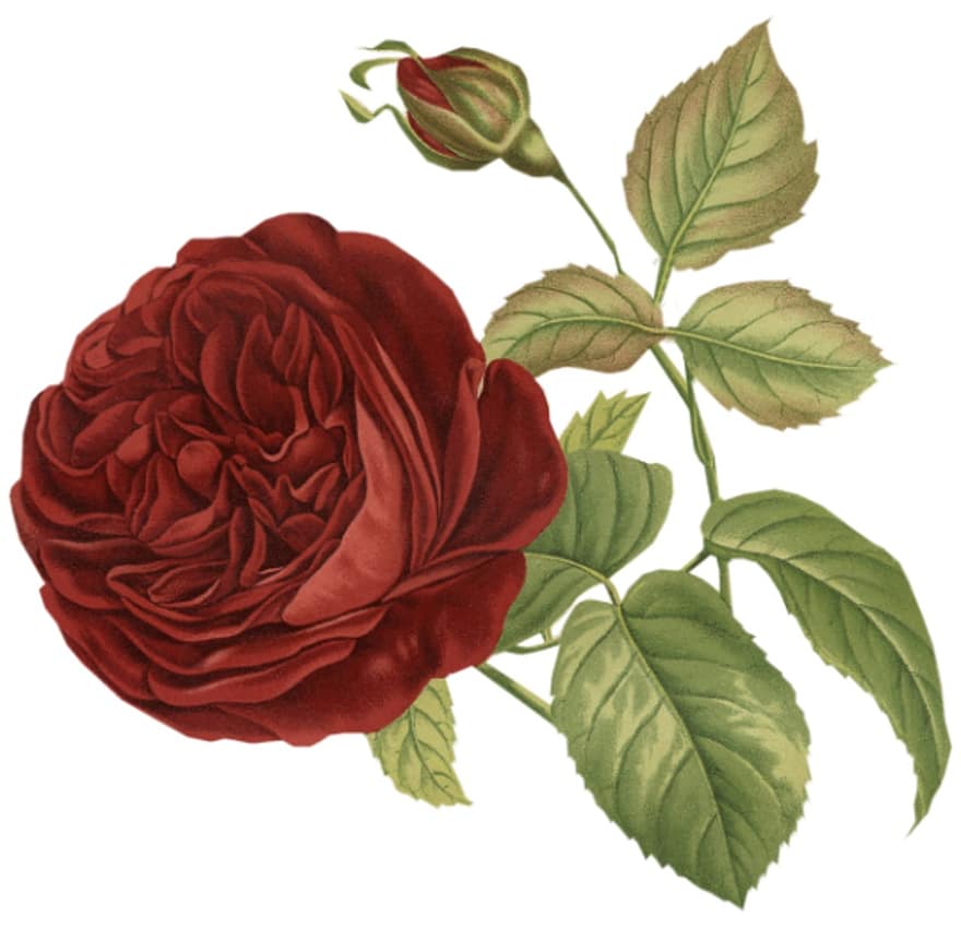 Rose, Flower, Vintage, Red, Bud, Nature, Bouquet, Blossom, Spring, Plant, Natural