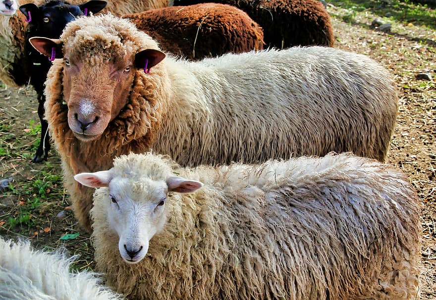 lammas, RAM, eläimet, karja, nisäkkäät, villa-, laidun