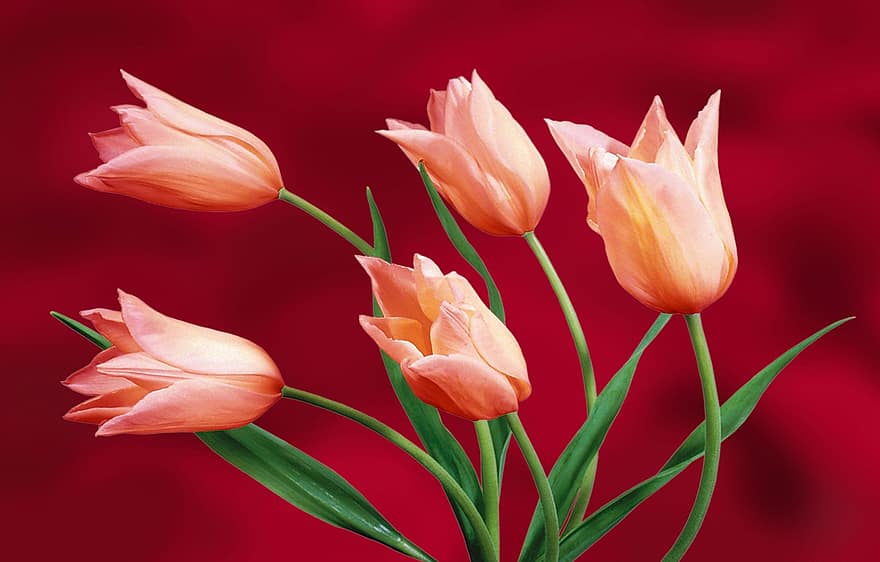 tulipány, zahrada, rostlina, váza, narozeniny