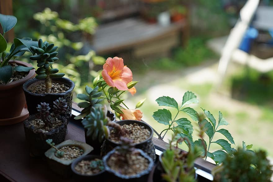 Кампсис Радикан, цвете, Campsis, листенца, розови листенца, разцвет, цвят, флора, листа, природа, растения