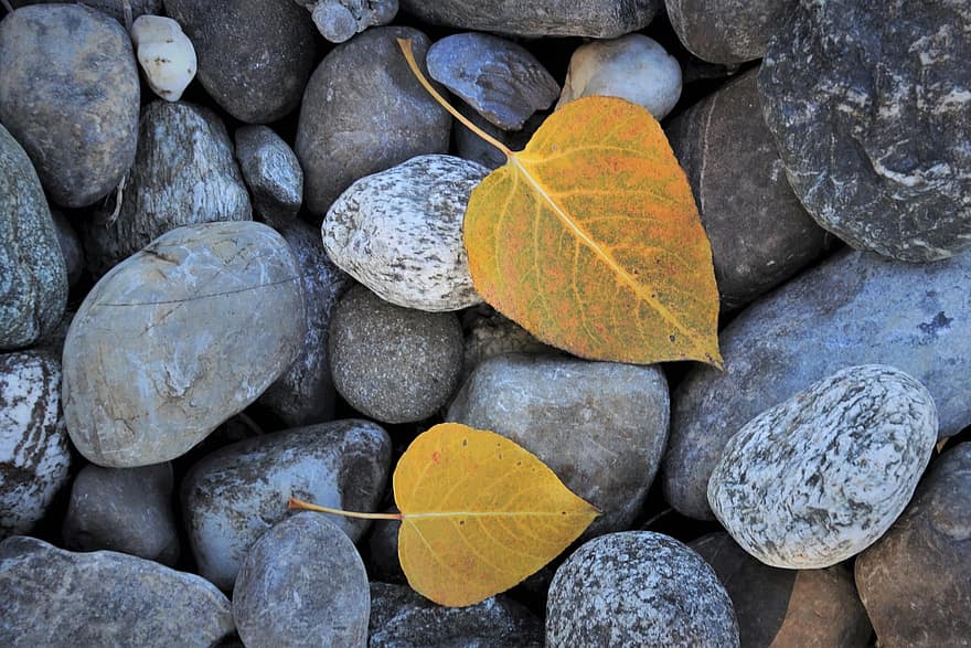 lá mùa thu, đá, những viên đá, đá cuội, sỏi, cây, khô cạn, Đầy màu sắc, sự sụp đổ, mẫu, cây sồi