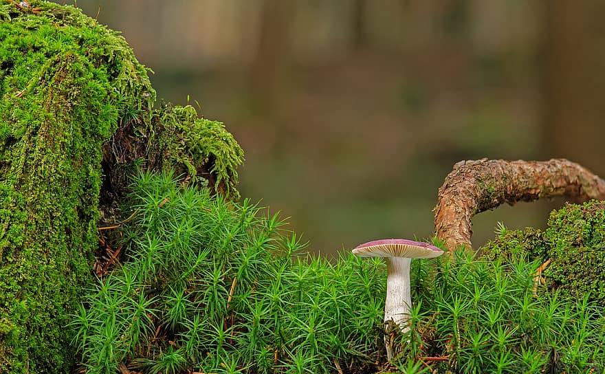 Mushroom, Moss, Fungus, Toadstool, forest, green color, close-up, autumn, plant, uncultivated, season