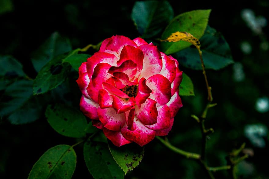Rosa, Rosen, Blumen, Blume, Frühling, Natur, Liebe, Sommer-, romantisch, Romantik, Blumen-
