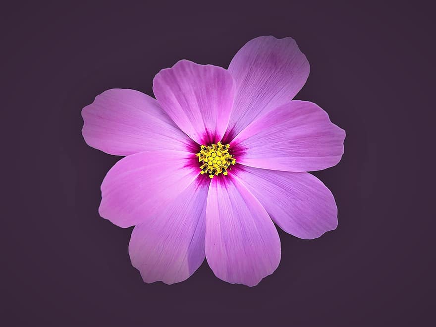 Flower, Pink Flower, Cosmos, Nature, Flora, Dark Background, plant, petal, summer, close-up, flower head