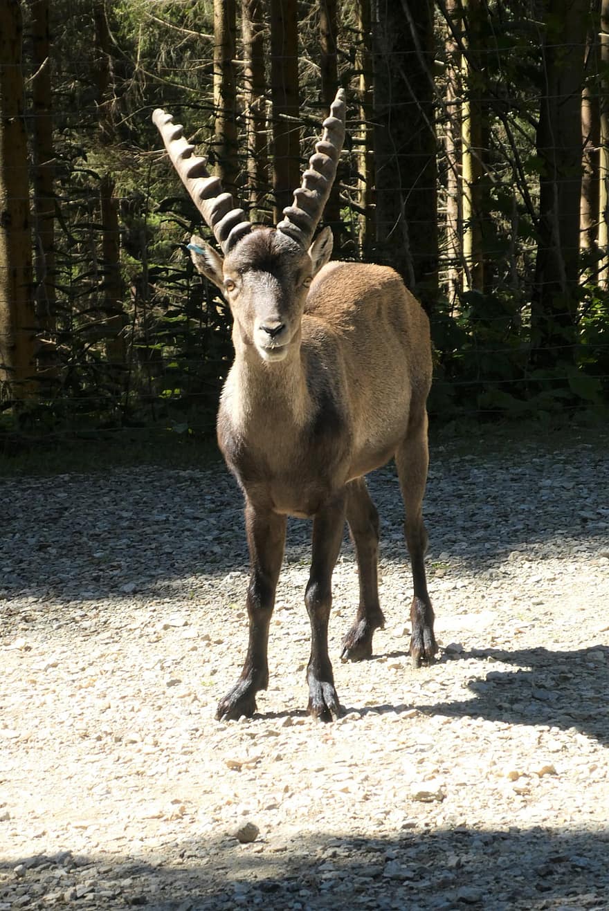 íbex alpino, cabra montesa, Áustria, animais selvagens, animal