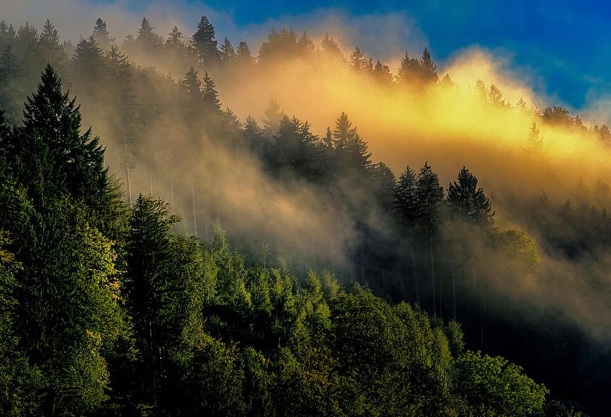 răsărit, padure neagra, Munte, natură, peisaj, copaci, lumina soarelui, peisaj de ceata, dimineata devreme, pădure, copac