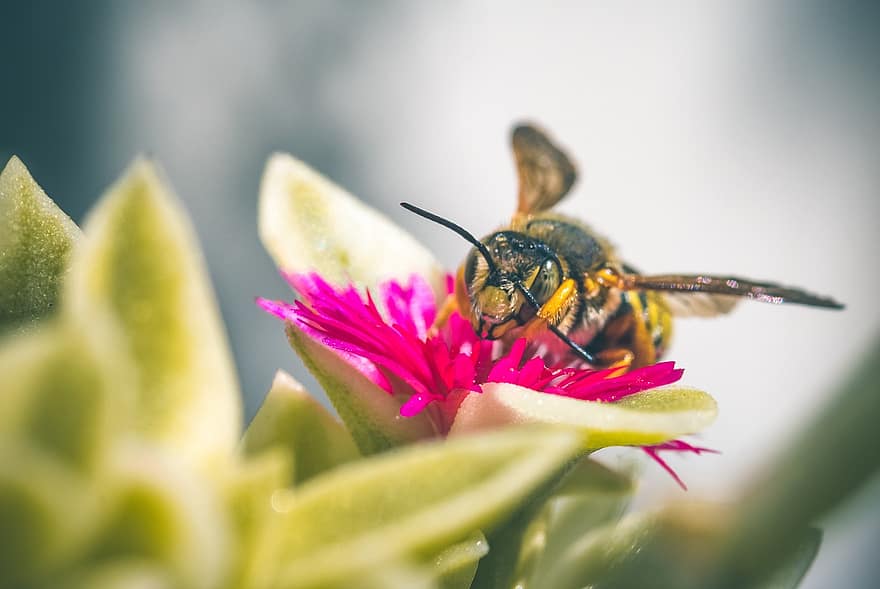 makro, bi, pollen, insekt, blomst, nektar, have, api, ali, dyr, bestøvning