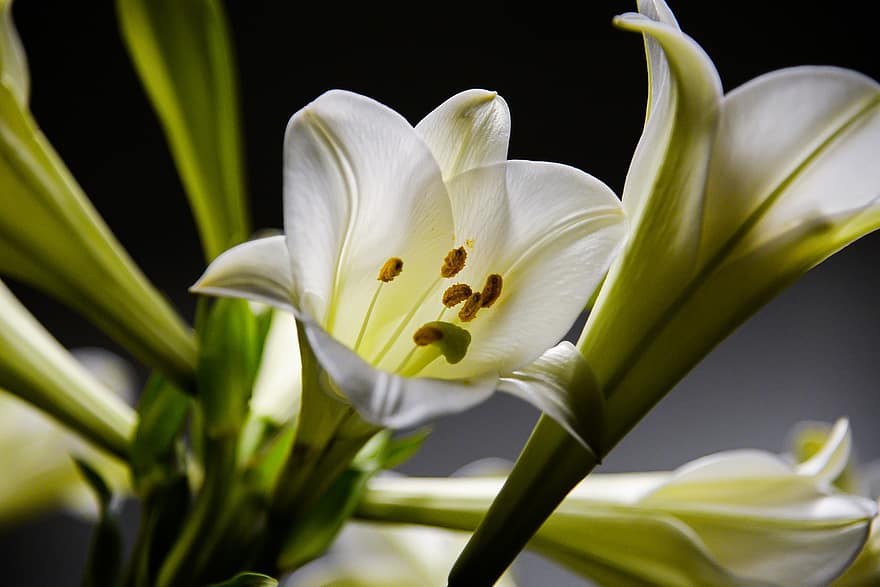 Lilie, Blume, Pflanze, Blütenblätter, weiße Blume, Lilium, blühen, Garten, Natur, Nahansicht, Vietnam