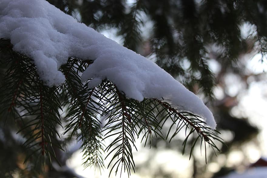 лес, снег, зима, деревья, Упсала, Швеция, природа
