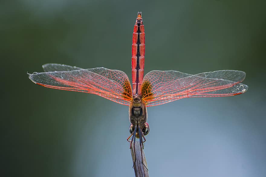 Dragonfly, Insect, Wildlife, close-up, multi colored, macro, animal wing, blue, animals in the wild, flying, green color